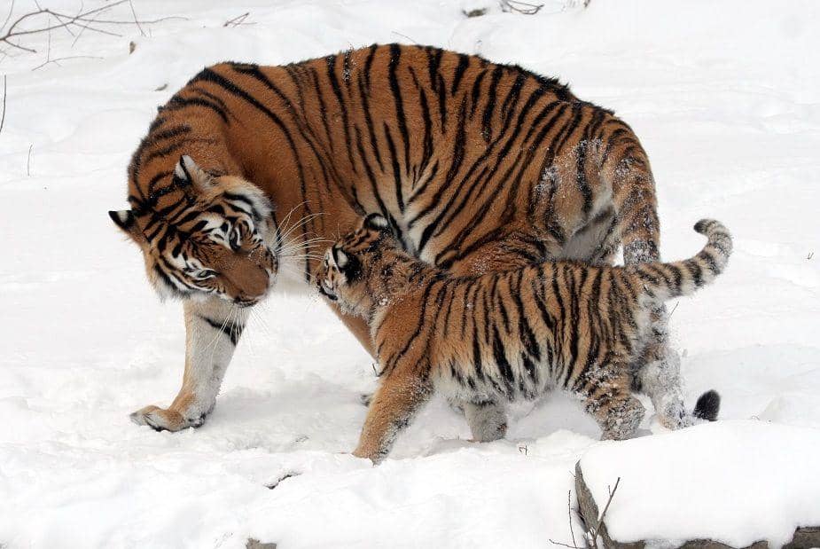 Wikimedia Commons/Dave Pape