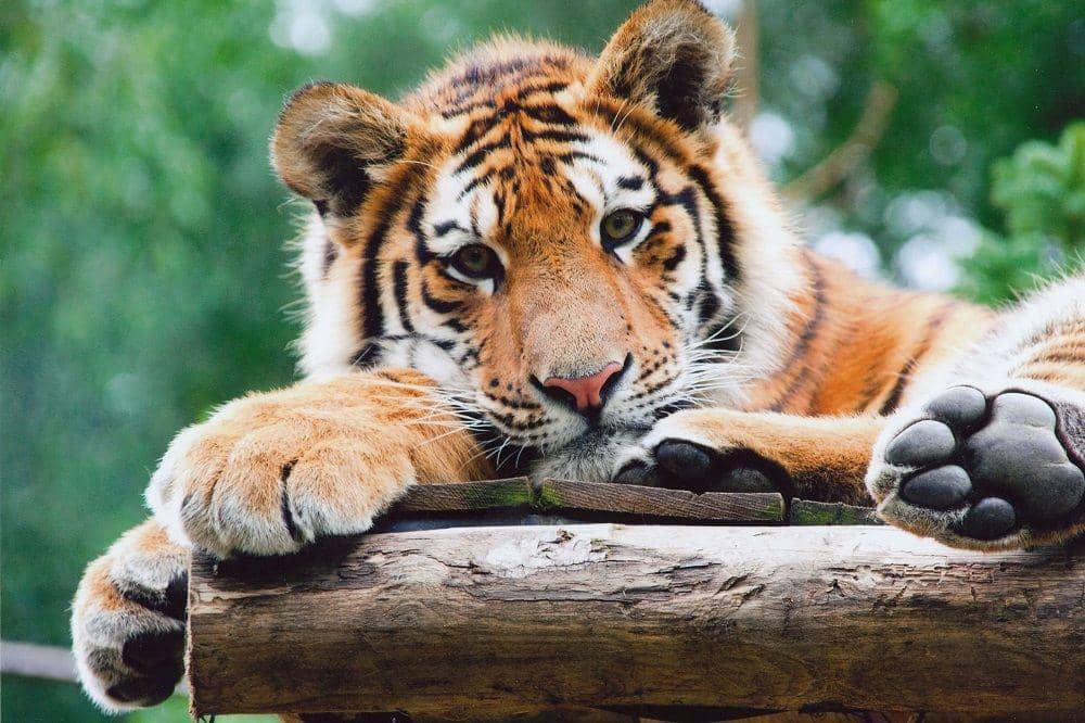 Wikimedia Commons/MC84 OOZ57