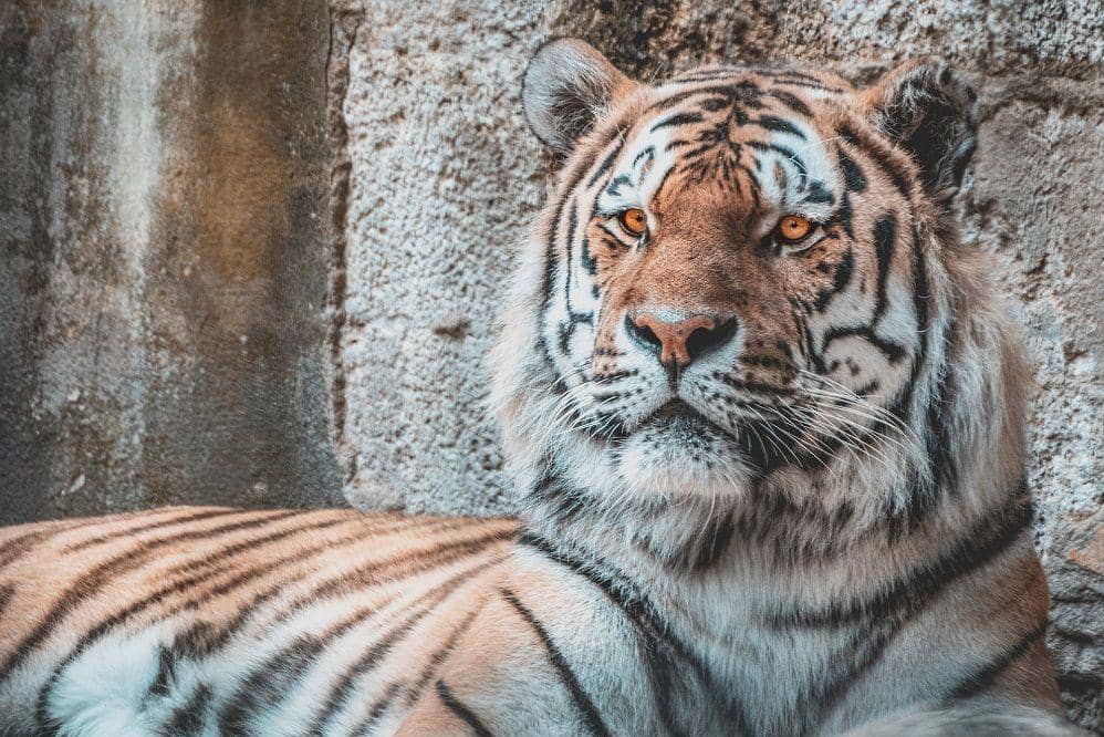 Pixabay/analogicus-8164369