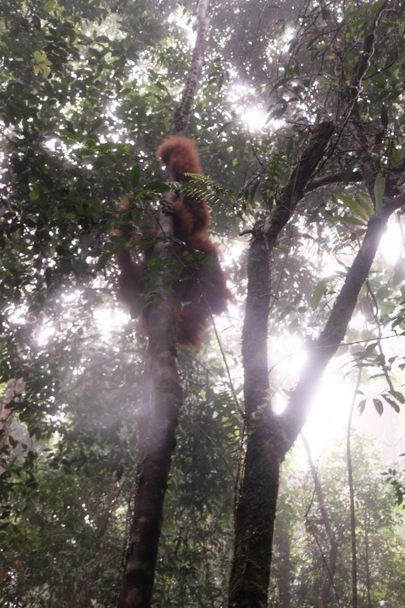 Orangutan Paya dilepasliarkan kembali di Cagar Alam Dolok Sibual-Buali (Dok. IDN Times)
