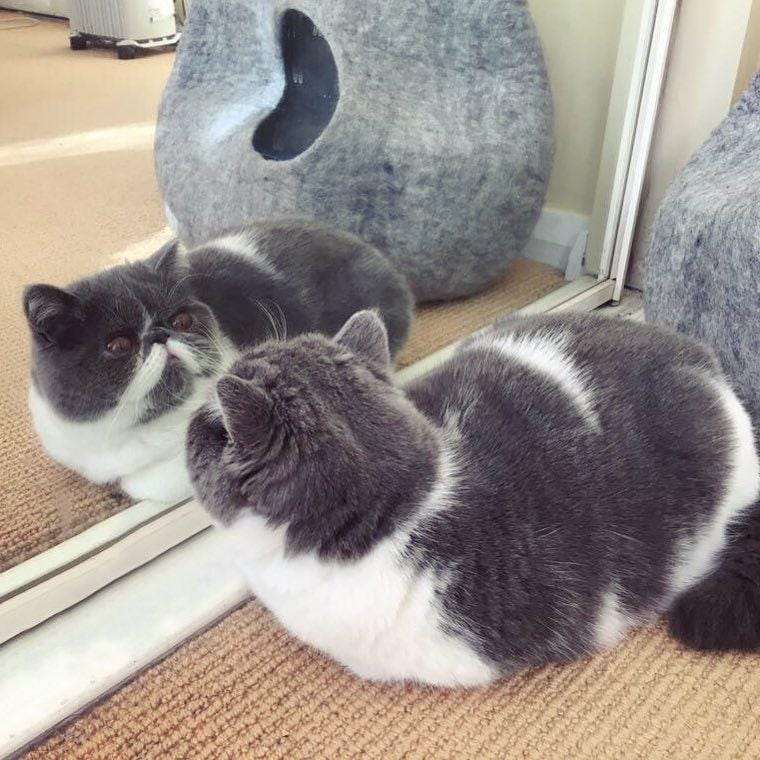 instagram.com/henrythe_exoticshorthair