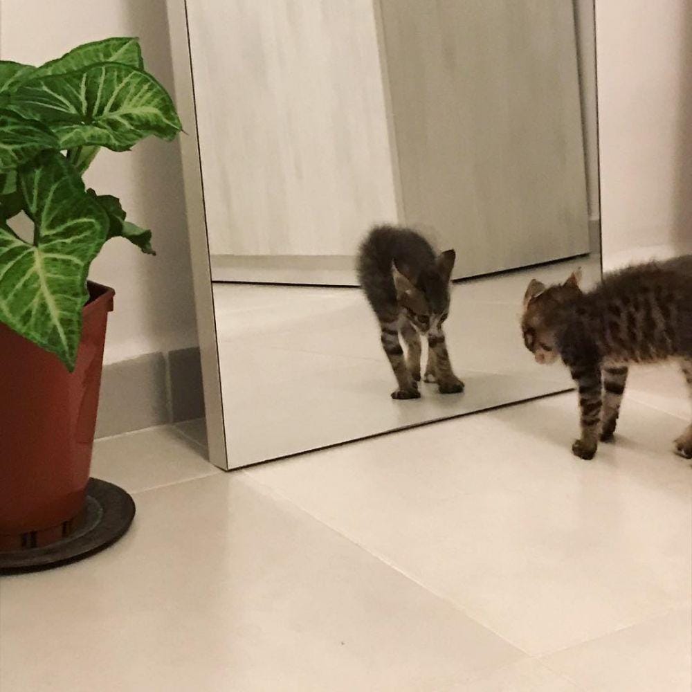 instagram.com/fllupa