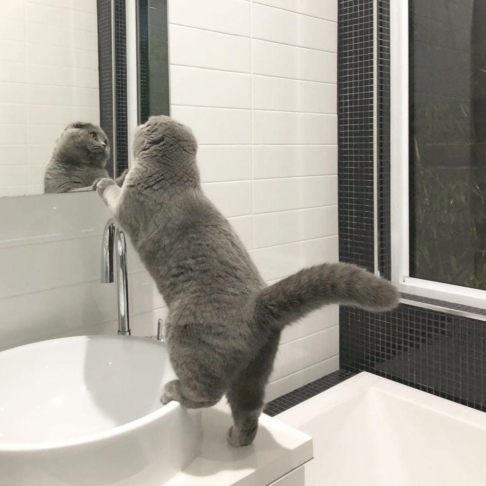 instagram.com/atlas_scottish_fold