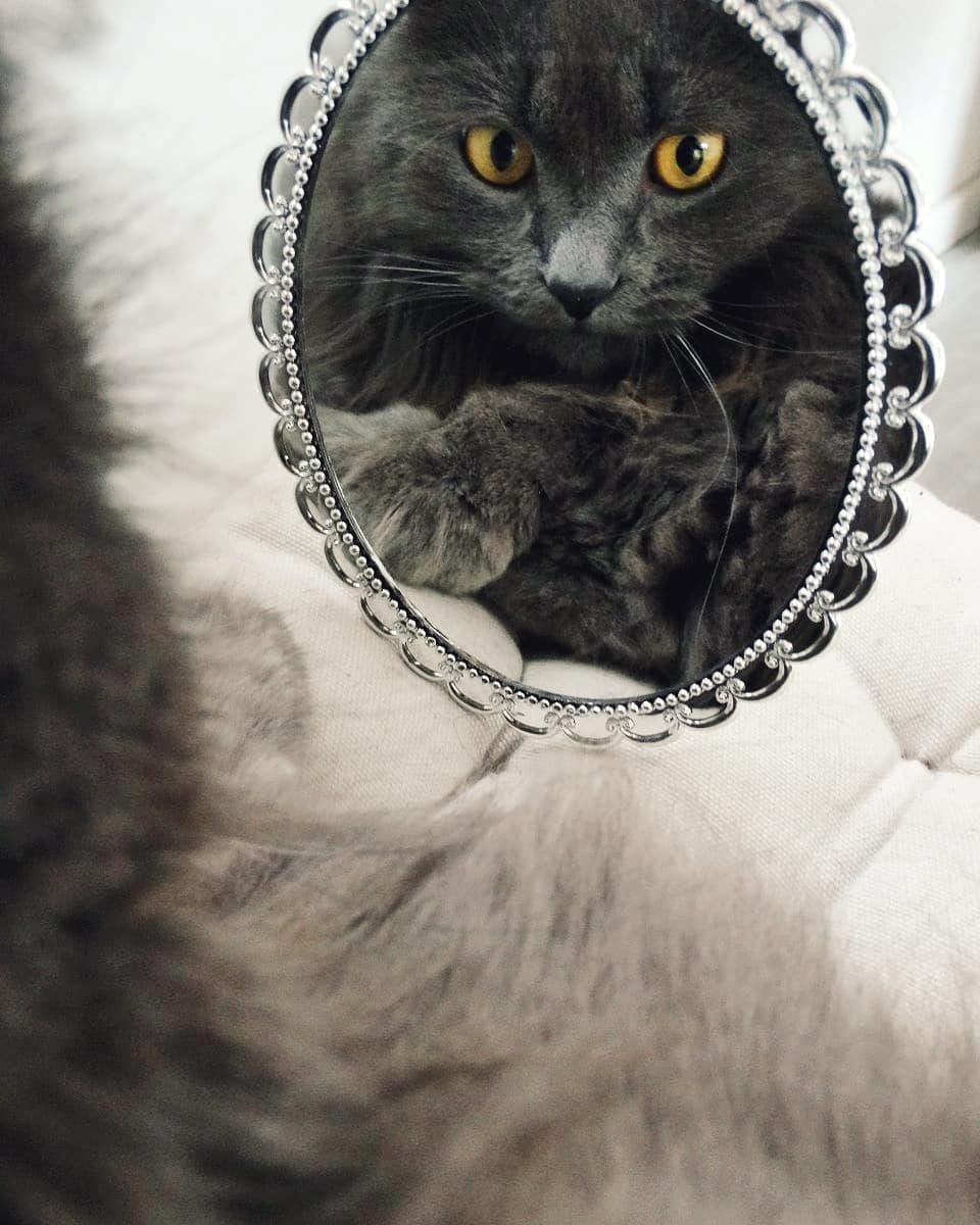 instagram.com/nala_the_gray_cat