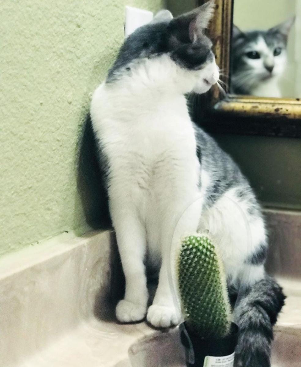 instagram.com/meow_mininoslover