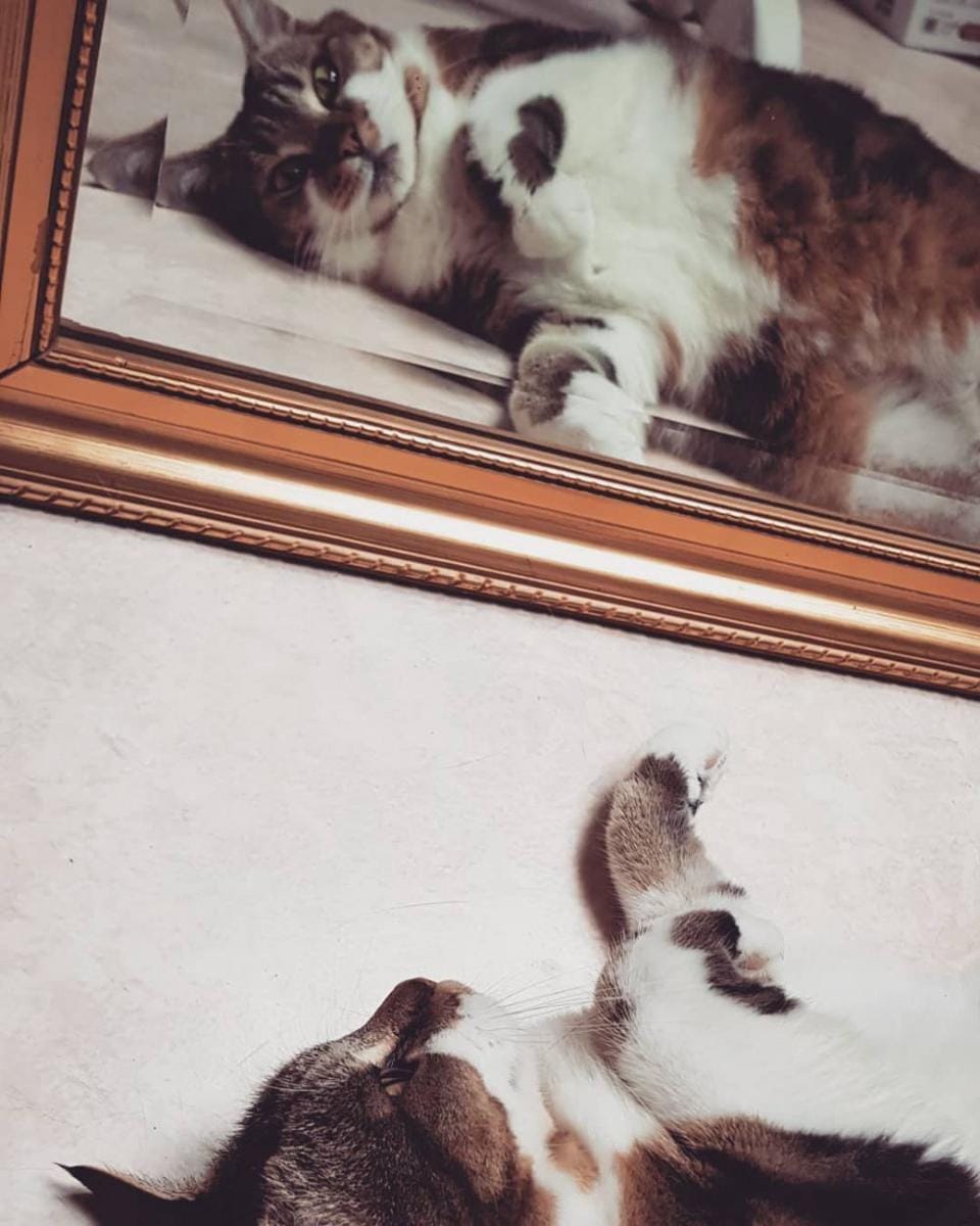 instagram.com/angelle_vlqn