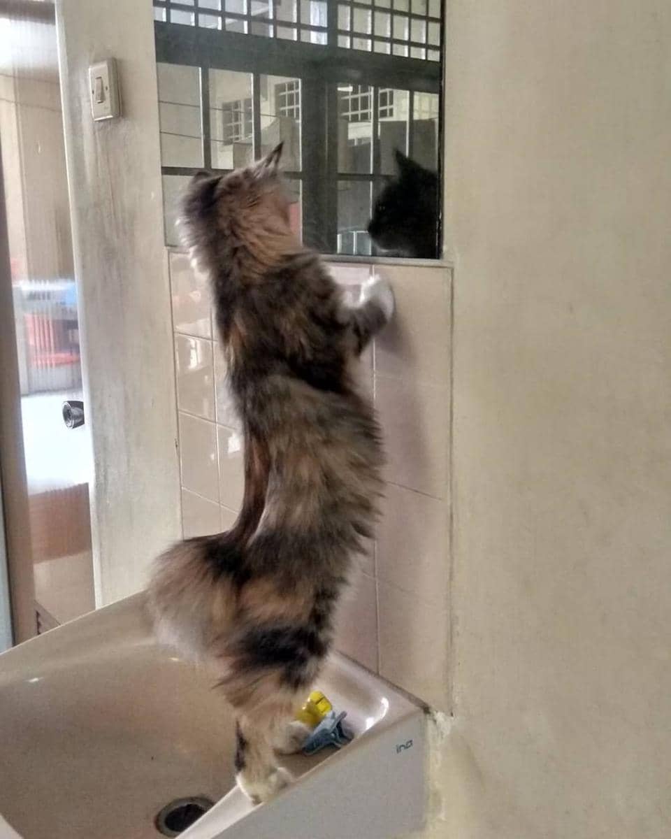 instagram.com/yunathecat._