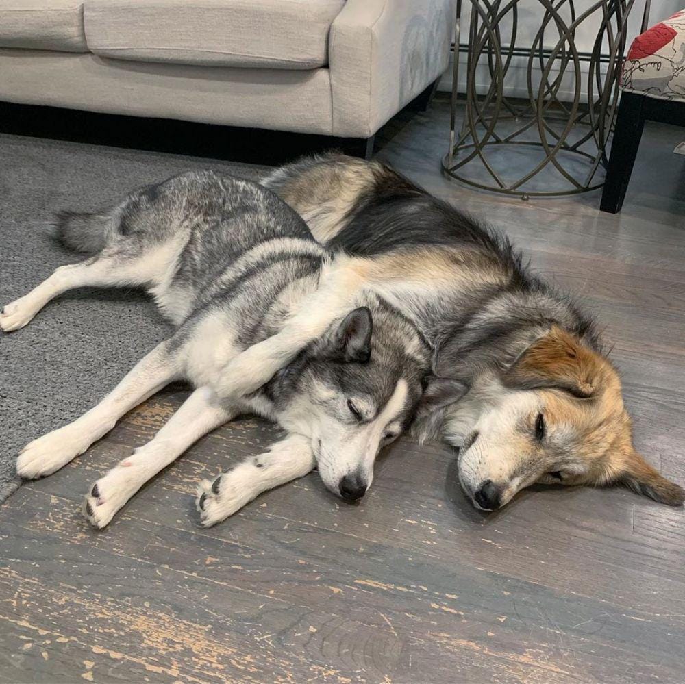 instagram.com/halfhuskybros