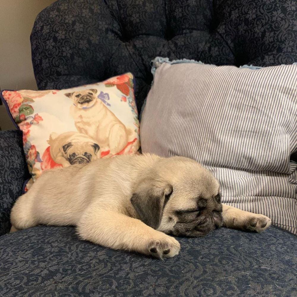 instagram.com/pugdashians