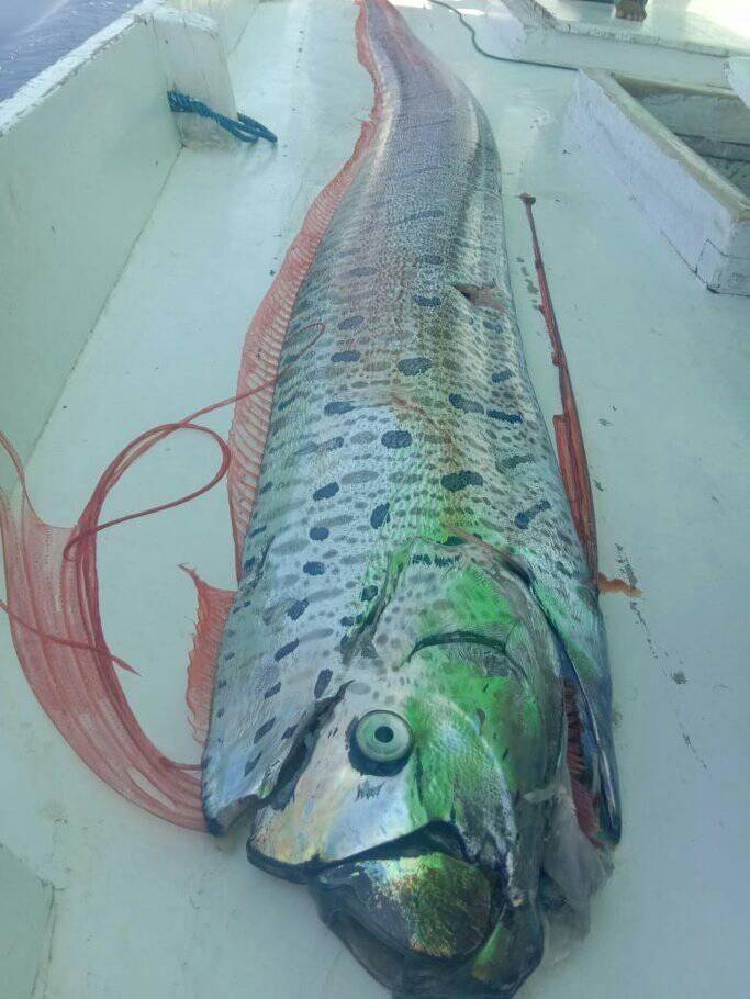 Ikan Oarfish yang muncul di perairan Kepulauan Selayar. Facebook Irma Yanti Irma
