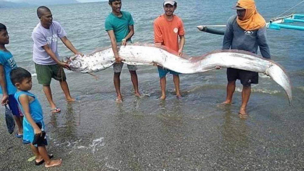 Ilustrasi Oarfish (philnews.ph)