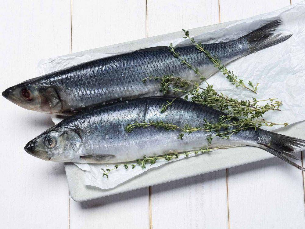 thefishsociety.co.uk