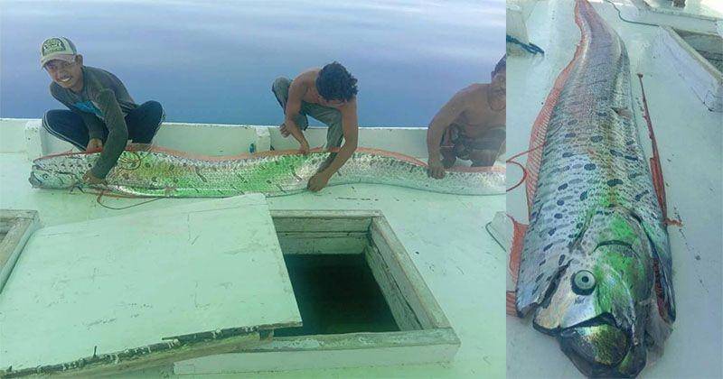 Oarfish, ikan laut dalam yang ditangkap nelayan Bulukumba di sekitar Kepulauan Selayar. Facebook Irma Yanti Irma