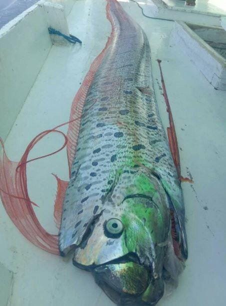 Oarfish, ikan laut dalam yang ditangkap nelayan Bulukumba di sekitar Kepulauan Selayar/Facebook
