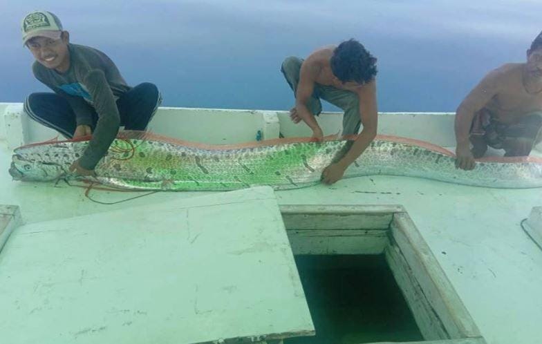 Oarfish, ikan laut dalam yang ditangkap nelayan Bulukumba di sekitar Kepulauan Selayar/Facebook