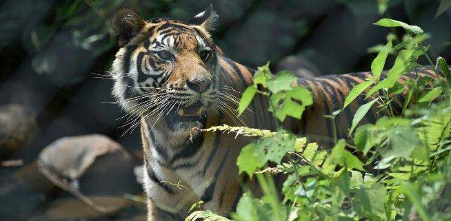 Ilustrasi harimau (IDN Times/Solotrust.com)
