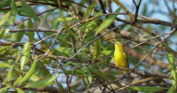 birdpacker.com