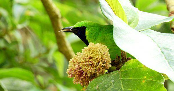 @crazybirdguy