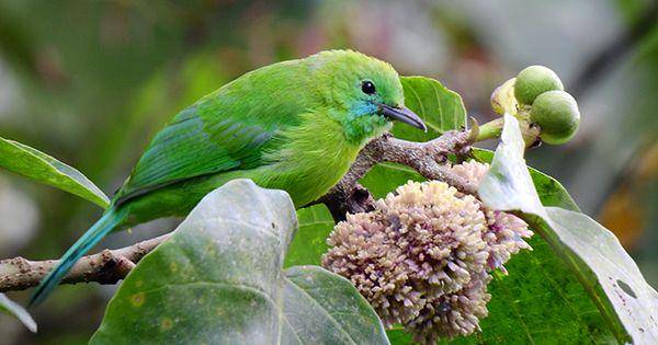 @crazybirdguy
