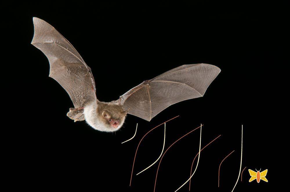 batconservationireland.org