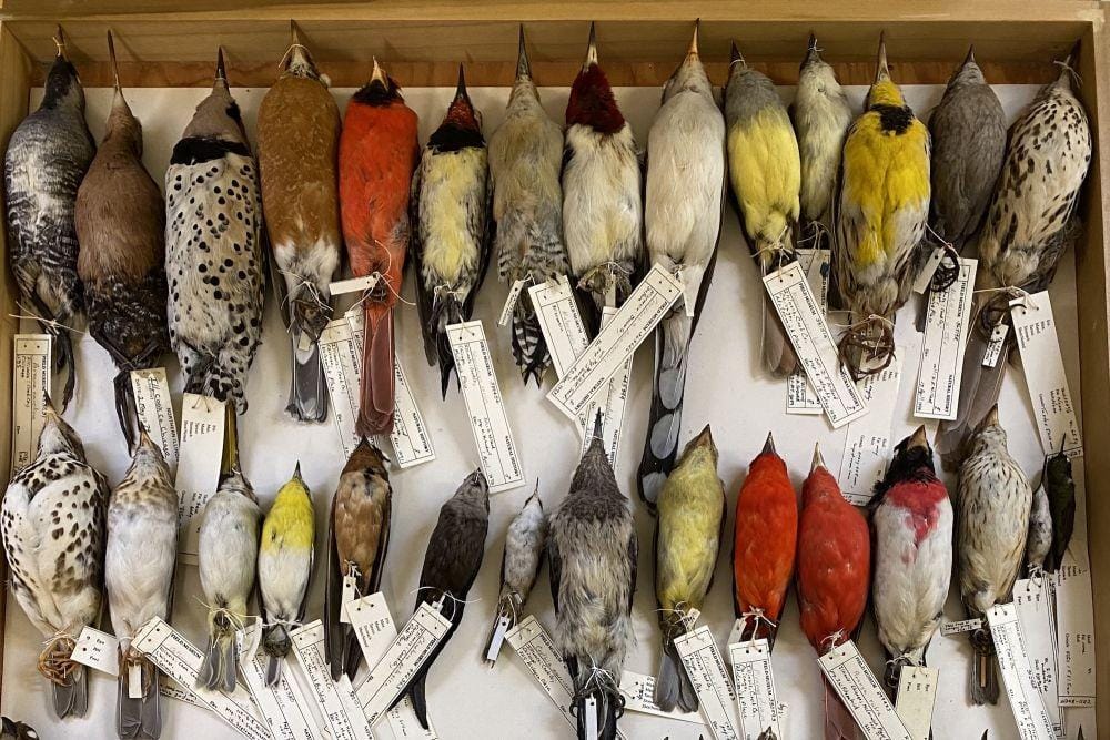 birdwatchingdaily.com