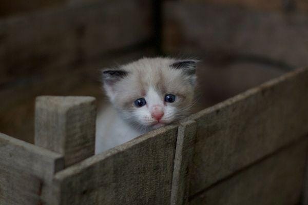 Unsplahs.com/GeorgeBonev