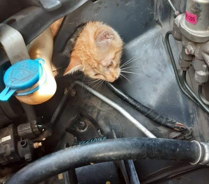 Petugas pemadam kebakaran Jakarta Selatan. un menyelamatkan seekor anak kucing berwarna orange yang terjepit di dalam kap mobil Rabu (11/12) / instagram @damkar_jagakarsa.