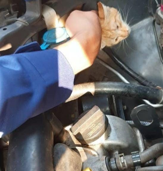 Petugas pemadam kebakaran Jakarta Selatan. un menyelamatkan seekor anak kucing berwarna orange yang terjepit di dalam kap mobil Rabu (11/12) / instagram @damkar_jagakarsa.
