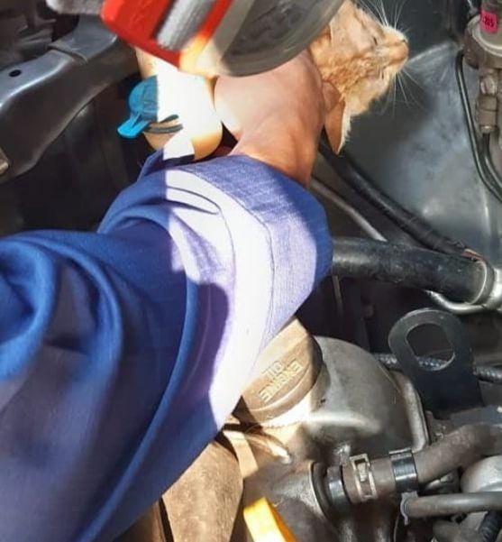 Petugas pemadam kebakaran Jakarta Selatan. un menyelamatkan seekor anak kucing berwarna orange yang terjepit di dalam kap mobil Rabu (11/12) / instagram @damkar_jagakarsa.