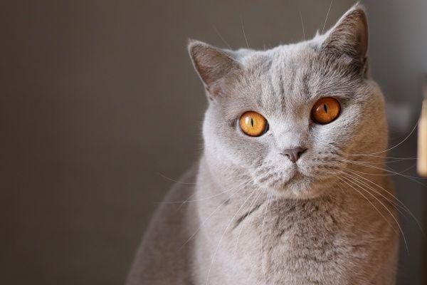 Unsplash.com/KrystianTambur