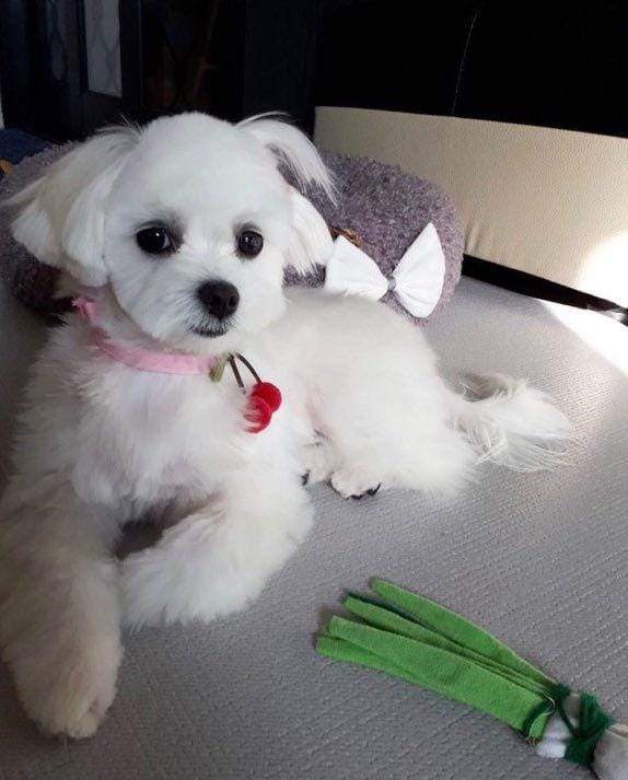 twitter.com/YRsquirtle