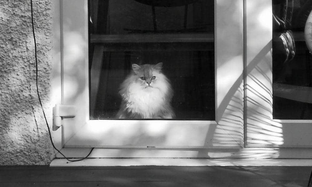 Twitter.com/MyNameisCall