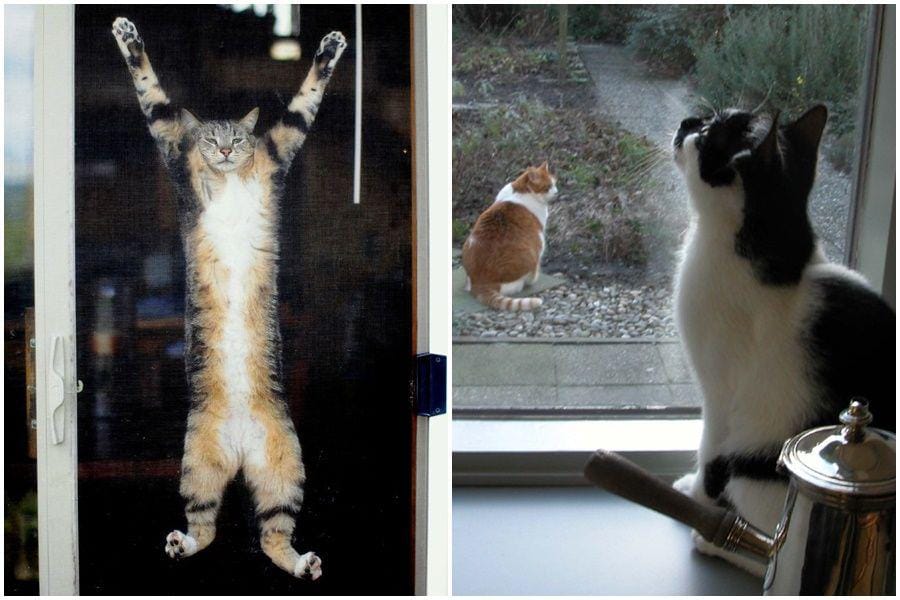 Dailykitten.com & Renderosity.com