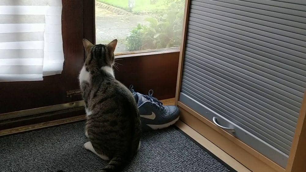 Youtube/Alessio Michelini