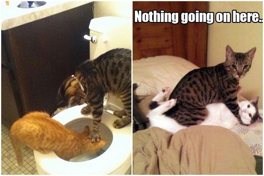 watson.ch & Funnypictures.com