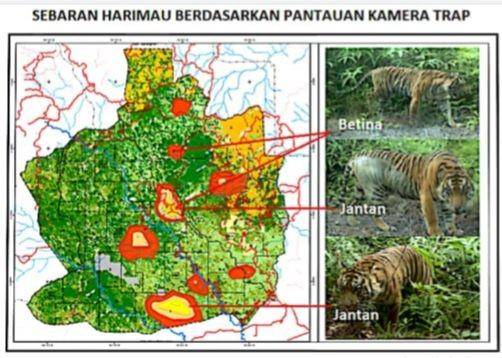 Sebaran harimau di wilayah Sumsel dari pantauan kamera trap/IDN Times/Istimewa