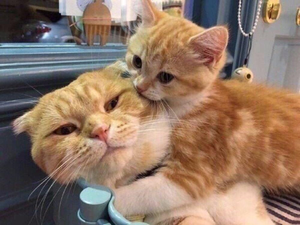 Twitter.com/kitty_Yoongi