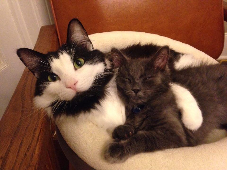 Twitter/FluffSociety