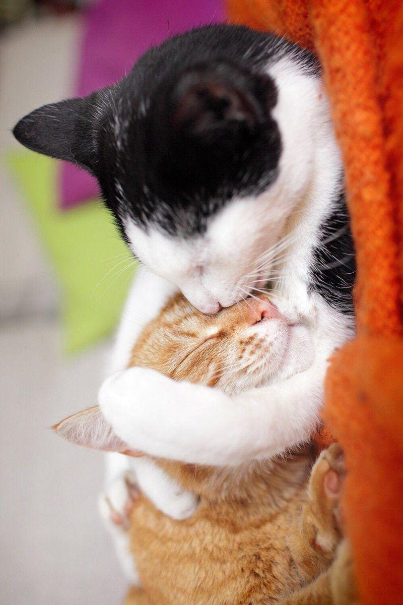 Twitter.com/intoblackpivk