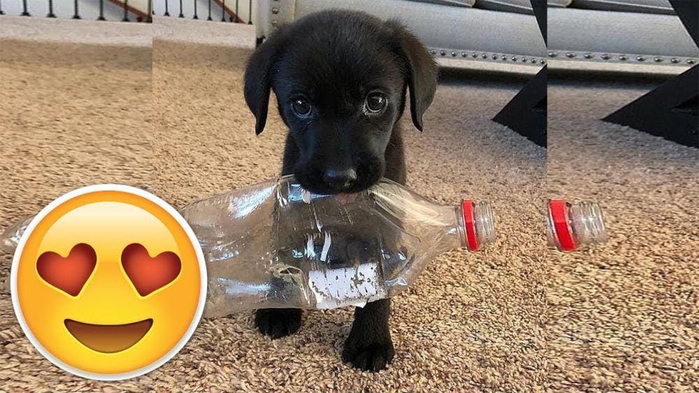 Youtube/PuppiesVideosCompilation