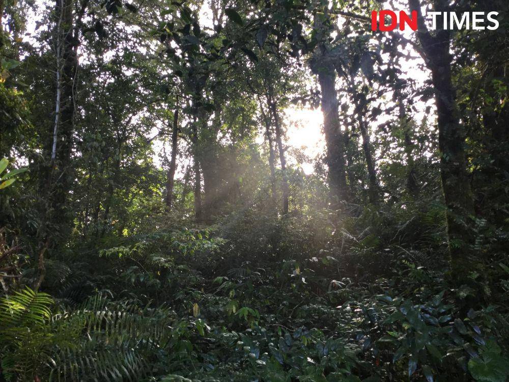 Ilustrasi kawasan hutan (IDN Times/Rangga Erfizal)