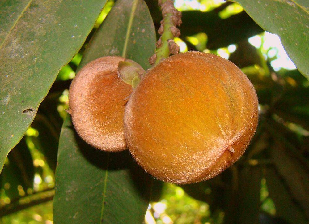 anakagronomy.com