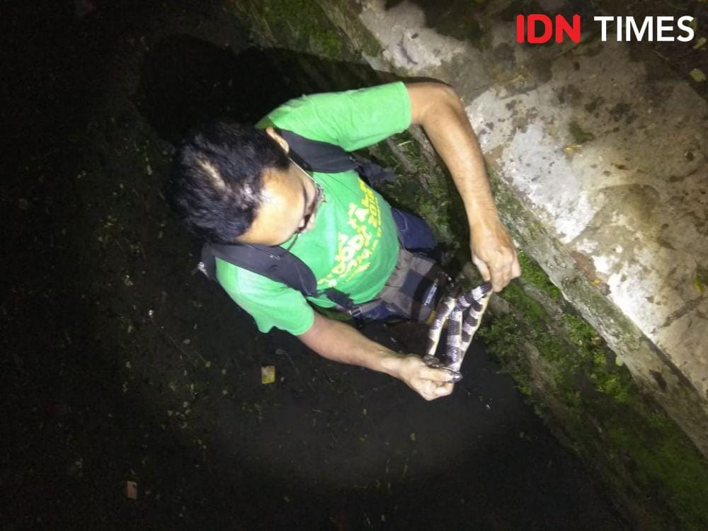 Penangkapan ular (IDN Times/Muhamad Iqbal)