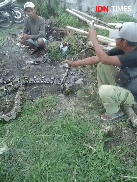 Seekor ular piton ditangkap warga saat memangsa seekor mentok di Kelurahan Pesurungan Lor, Kecamatan Margadana, Kota Tegal, Selasa (17/12) siang. IDN Times/Haikal Adithya