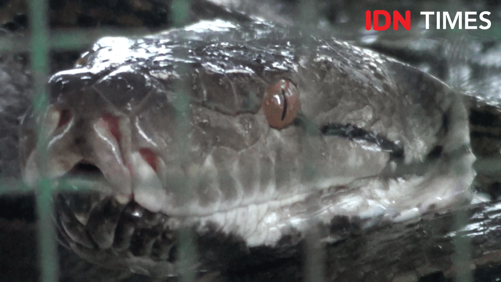 Seekor ular piton ditangkap warga saat memangsa seekor mentok di Kelurahan Pesurungan Lor, Kecamatan Margadana, Kota Tegal, Selasa (17/12) siang. IDN Times/Haikal Adithya