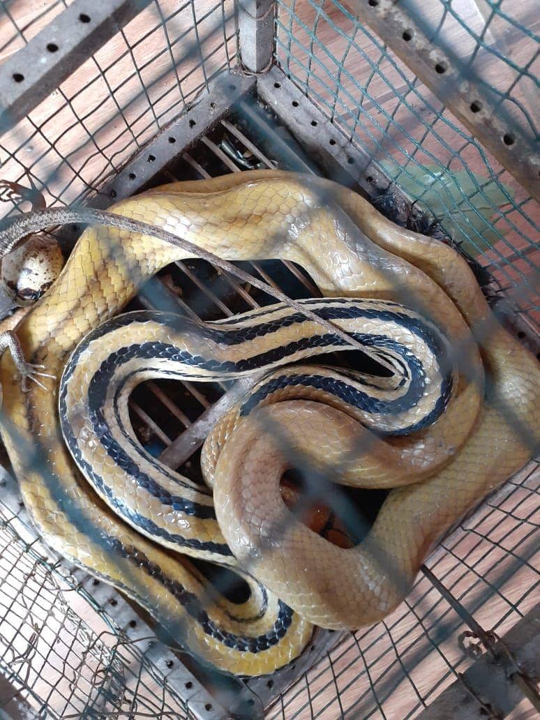 Lima anak ular kobra ditangkap petugas Damkar Kota Bekasi di gudang pabrik di KH Agus Salim 22 RT 1 /08, Kelurahan Bekasi Jaya, Bekasi Timur, Kota Bekasi, Selasa (17/12). (Dok. Damkar Bekasi)