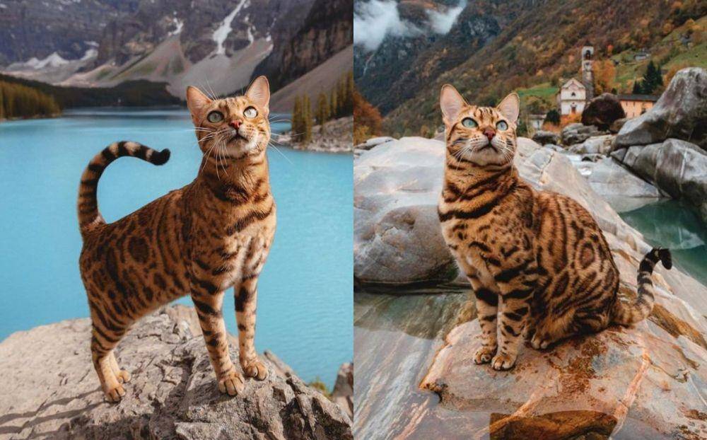 Instagram/sukiicat