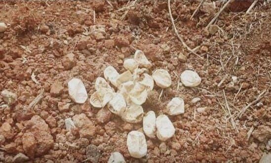 Sebanyak 30 cangkang telur ular kobra yang sudah menetas ditemukan di Perumahan Springville Residence, Jalan Baru Underpass, Bekasi Timur, Kota Bekasi, Jawa Barat, Minggu (15/12). (Istimewa)