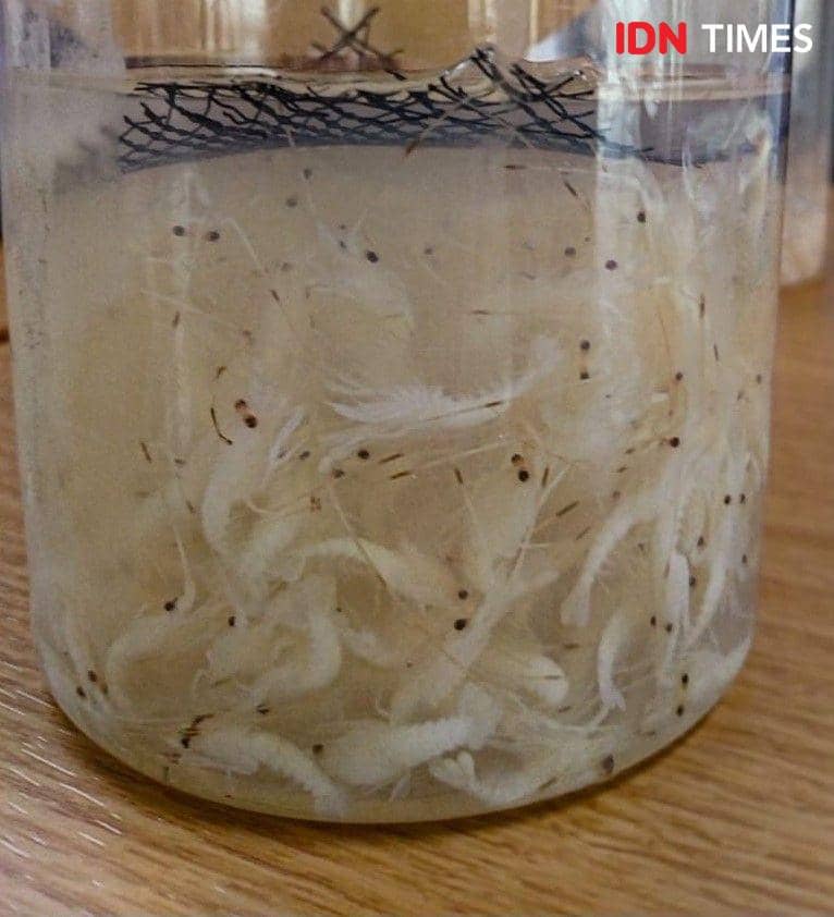 Ilustrasi Benih Lobster (IDN Times/Axel Joshua Harianja)