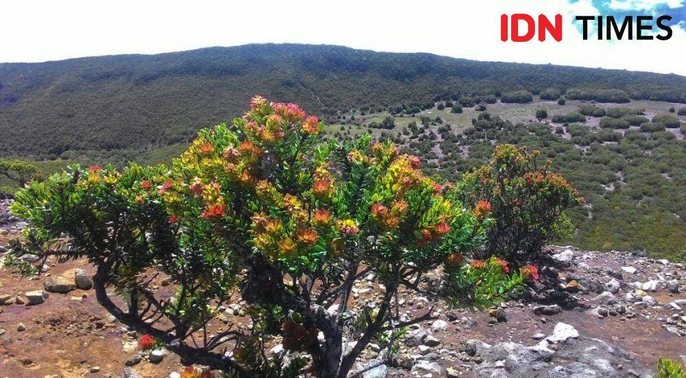 Pemandangan lembah Gunung Dempo dari puncak Merapi Dempo, Pagaralam/IDN Times/Sidratul Muntaha
